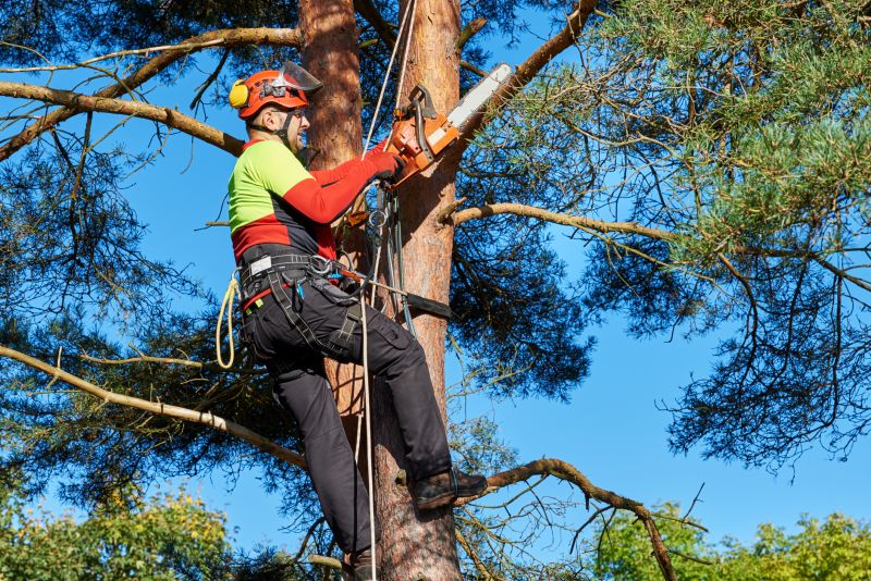 Tree Chipping Services
