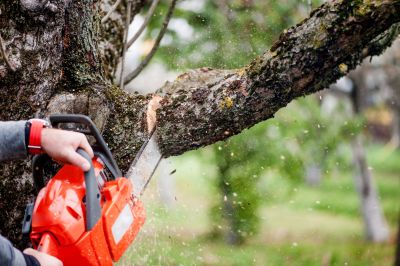 tree chipping services