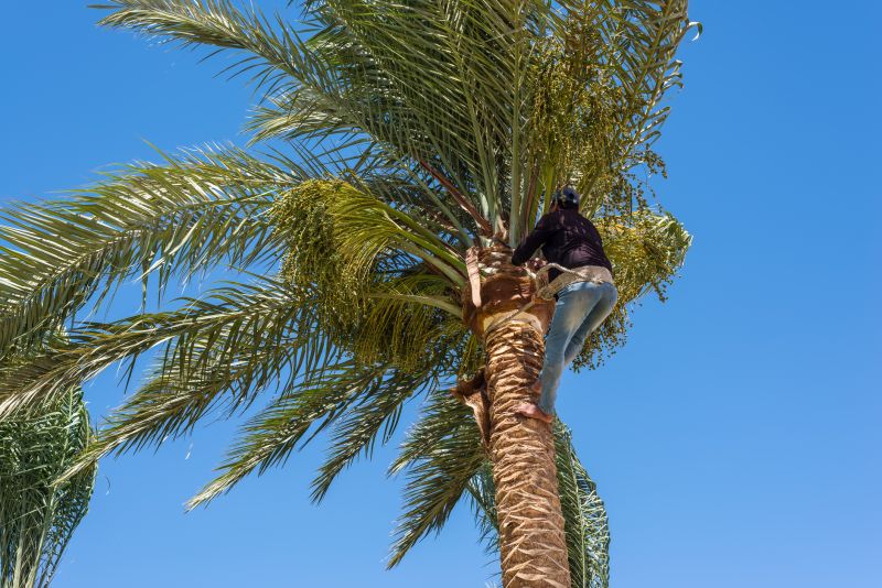 Palm Tree Removal in Doylestown, PA