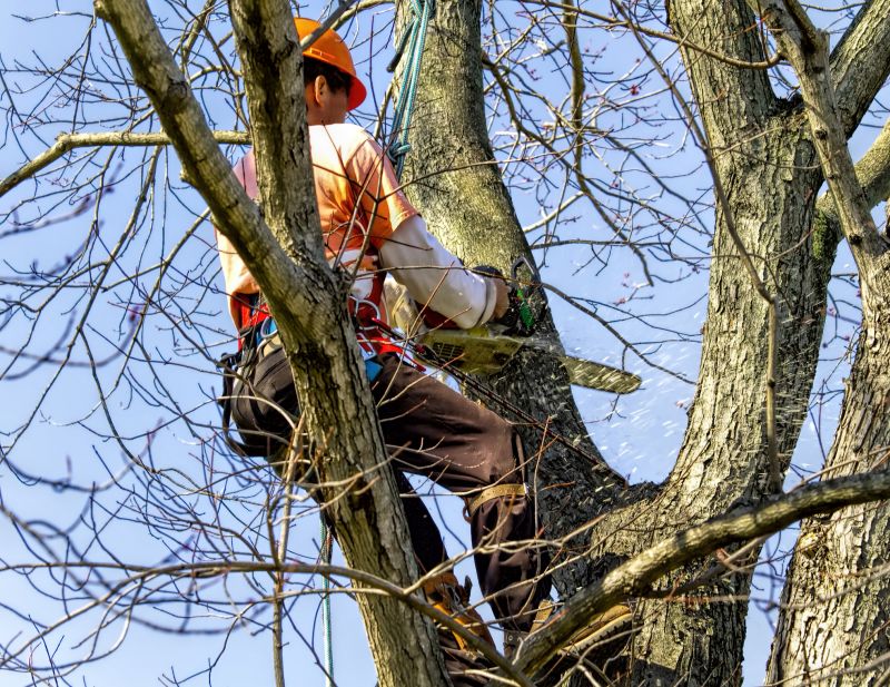 Tree Chipping Services