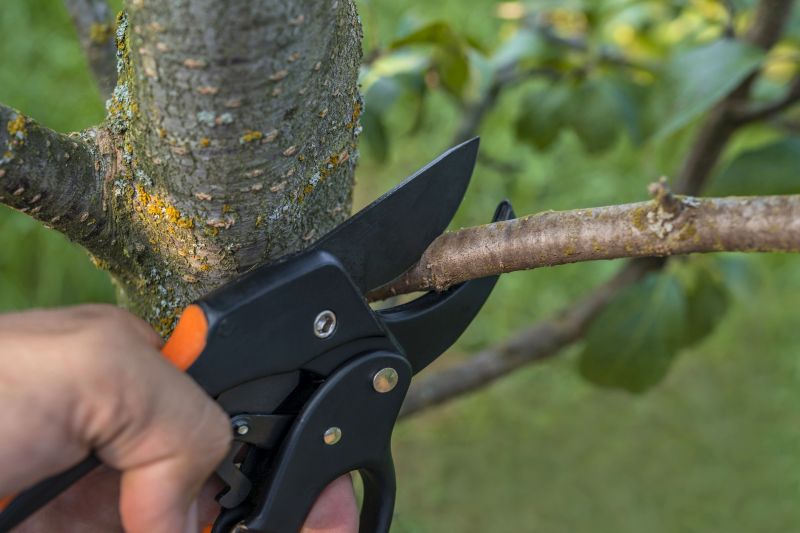Expert Arborist Pruning