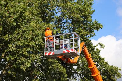 Elevated Tree Pruning