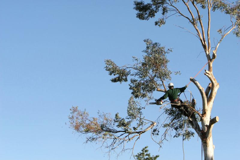 Tree Pruning in Progress