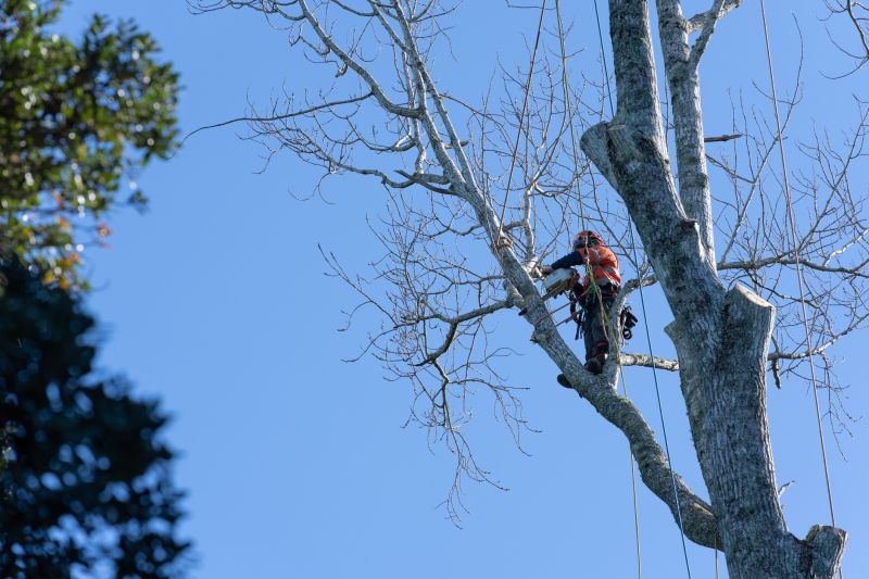 Off-Season Tree Maintenance